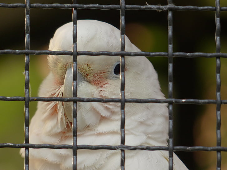 goffins какаду, видовете Cacatua goffiniana, какаду, в затвора, мрежа, Зоологическа градина, птица