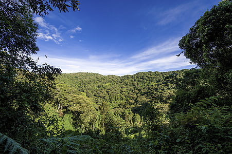 Uganda, selva, floresta, colina, viagens, Parque, selvagem