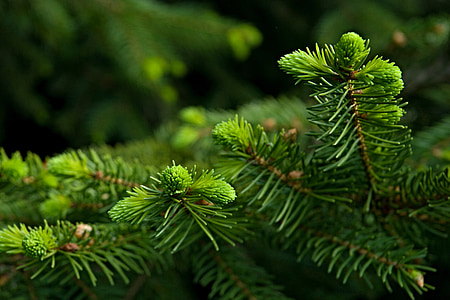jarum, Spruce, ranting, detail, alam, makro, hijau