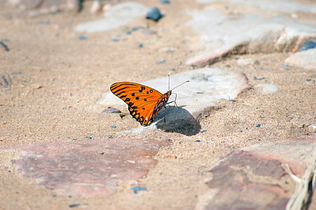 бабочка, дорога, камни, Парагвай, Южная Америка