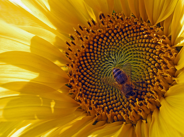 Sun flower, květ, Bloom, včela, žlutá, dostatek přirozeného světla, makro