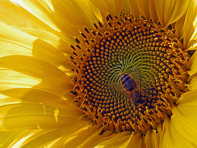 sun flower, blossom, bloom, bee, yellow, plenty of natural light, macro