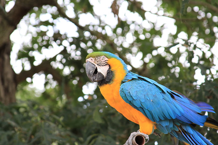 papuga, ptak, kolorowe, egzotyczne, żółty, niebieski, ogród zoologiczny