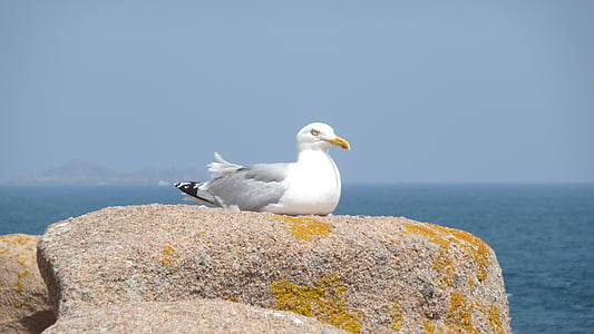 seagull, rock, seaside, maritime landscape, ocean, side, sea
