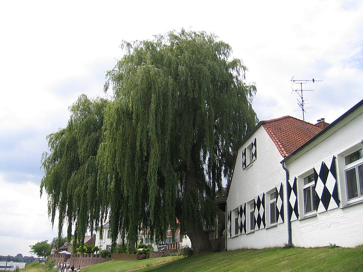 träd, Niederrhein, Rees, Rhen, Weeping willow, landskap, arkitektur