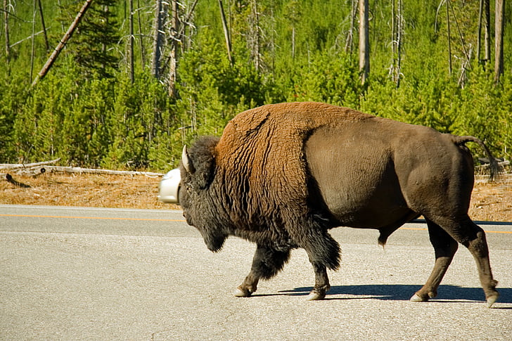 bison, animal, wildlife, landscape, nature, yellowstone, forest
