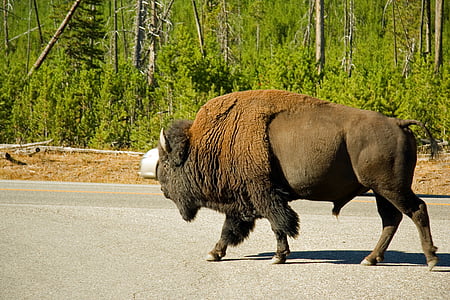 Bison, animal, vida selvagem, paisagem, natureza, Yellowstone, floresta