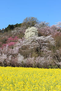 Fukušima, třešňový květ zobrazení hory, třešeň, Abe koichiro, watari