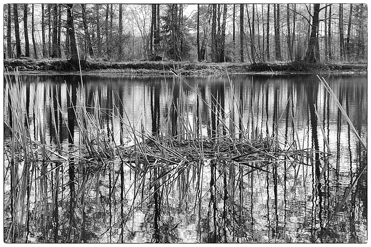 black and white, forest, tree, landscape, nature, scenic, mirroring