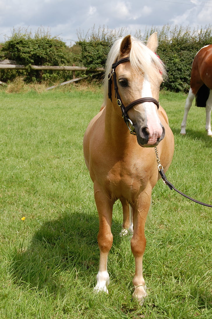 Palomino, kymri (Wales), poni, eläinten, laidun, pieni hevonen, kotieläinten