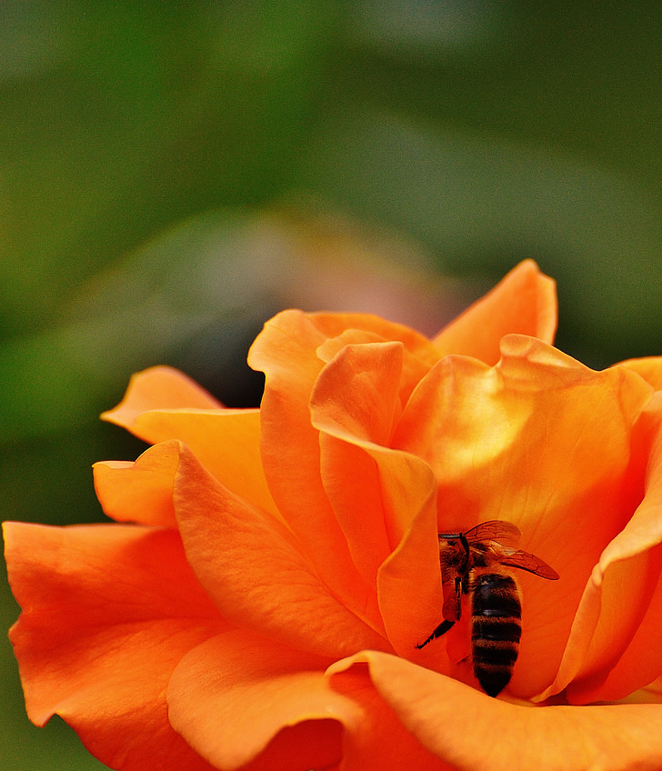 장미, 꿀벌, 오렌지, 꽃, 블 룸, 꽃, 오렌지 장미