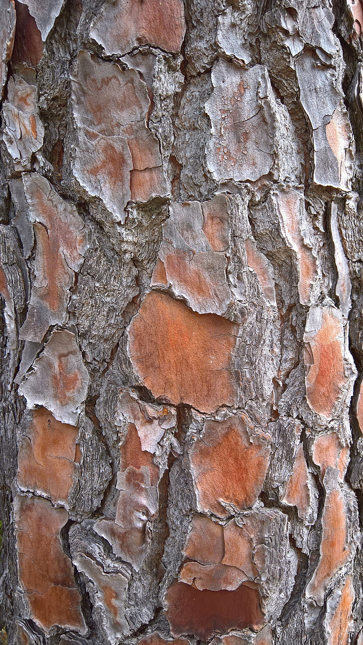 bark, structure, flake, dry, log