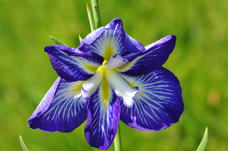 flower, blue, macro, the stem