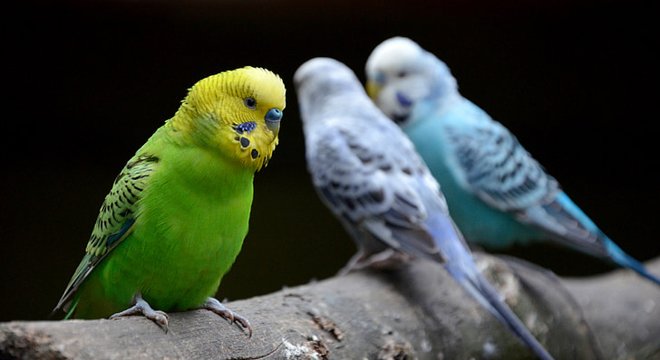 pták, Papoušek, Zoo
