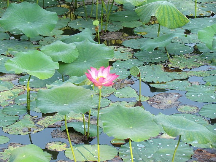flower, lake, nature, green, water, summer, plant