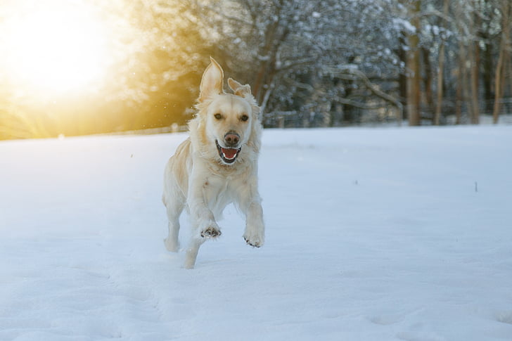 gos, cursa, neu, feliç, jugar, animals de companyia, temperatura freda