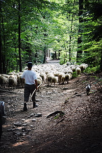 sheep, animals, forest, mountains, the shepherd, nature, agriculture