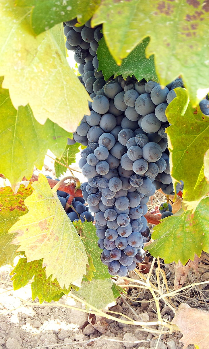 grape, grapes, cluster, fruit, vine, parra, vineyard