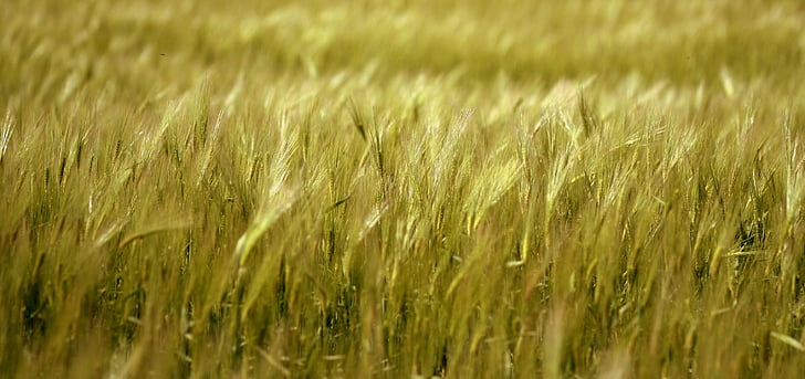 barley, grain, plain