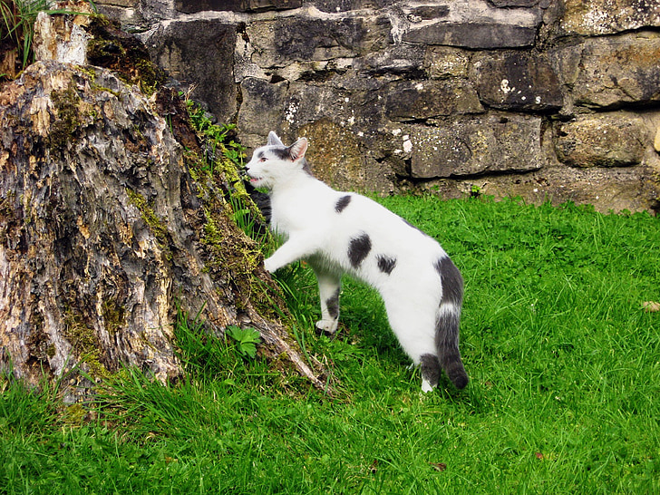 cat, nature, feline, trunk, grass