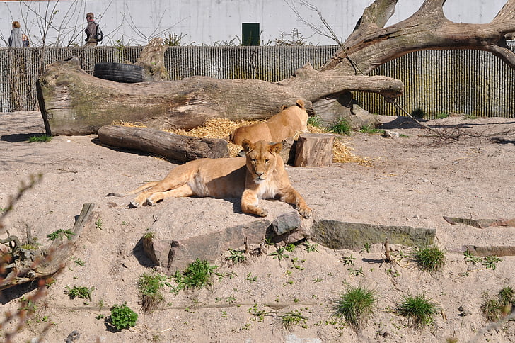 Zoo, Lioness, dyra