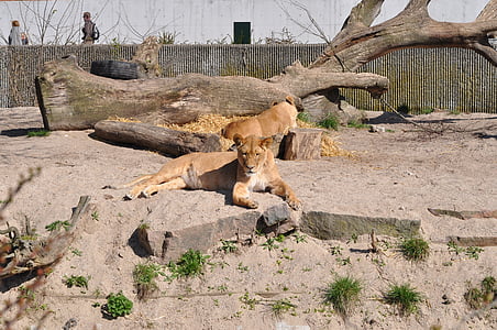 Hayvanat Bahçesi, dişi aslan, pahalı