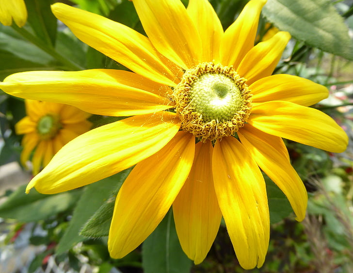 Prairie sun flower, Kanada, trädgård, Utomhus, naturen, gul