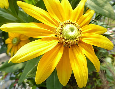 Prairie sun flower, Kanada, Aed, Õues, loodus, kollane