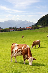 Ülem-Baieri, Saksamaa, põllumajandus, heinamaa, karjamaa, suvel, veised