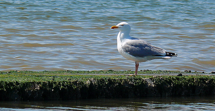 seagull, water bird, sea, coast, seevogel, bird, bill