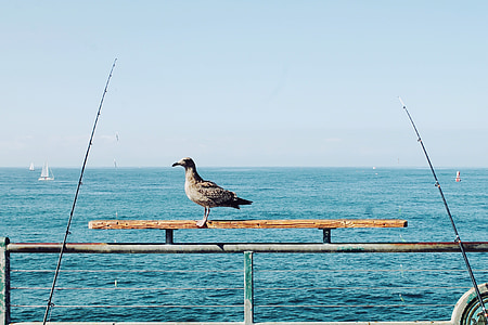 bird, perch, fishing rods, ocean, sea, sailboats, horizon