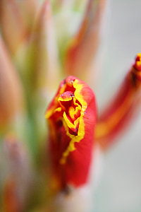 canna, flower bud, flower, fresh, colorful, nature, wild