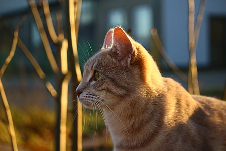 kedi, Sonbahar, uskumru, Güneş, akşam ışığı, doğa, sonbahar yaprakları