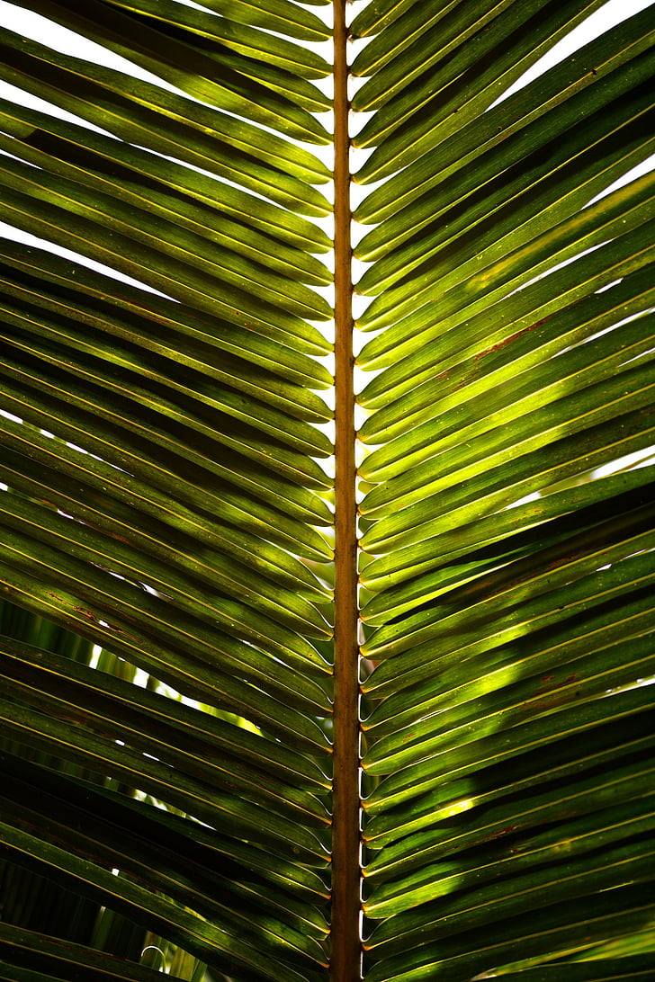 kokoso lapų, Palm, atogrąžų, žalia, žalios spalvos, palmės lapas, palmė