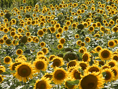 sunflowers, tuscany, summer, italy, colors, holiday, landscape