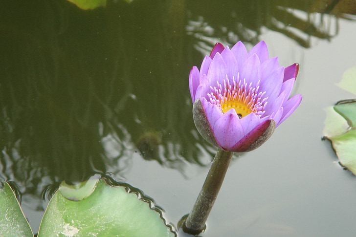 Fuzhou, Lotus, rybník