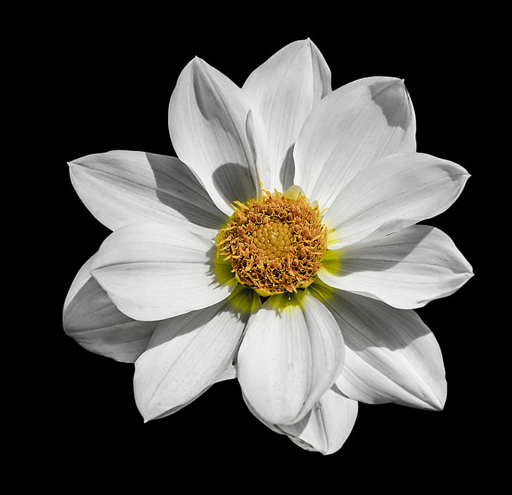 Dahlia, květ, bílá, květinové, hlava, okvětní lístek, černé pozadí