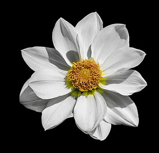 Далия, цвете, бяло, флорални, главата, венчелистче, черен фон