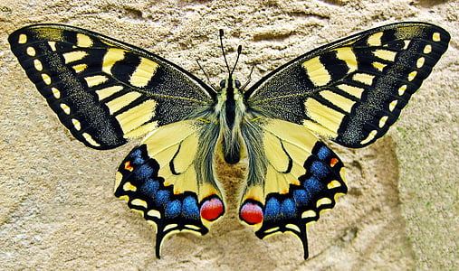 fluture, înghiţi coadă fluture, insectă, natura, rândunicii, colorat, galben