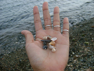 hænder, snegle, havet, lille, sand