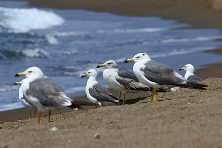 animal, sea, beach, wave, seabird, sea gull, seagull