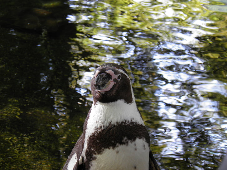 állatok, pingvin, Prágai Állatkert, jellege a, vadon élő, az állatkert