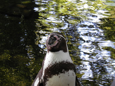 animals, pingüí, zoo de Praga, la naturalesa de la, salvatge, jardí zoològic