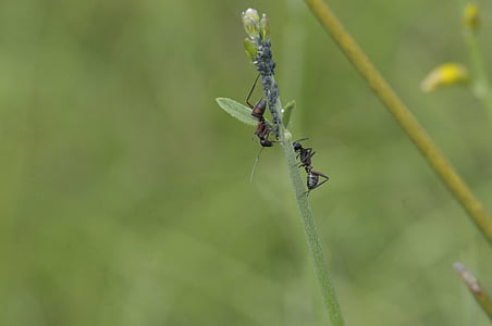 ant, lavender, nature, macro, insect
