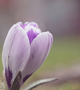 krokas, gėlė, pavasarį, Pavasario gėlė, violetinė, pradžioje gama, bühen