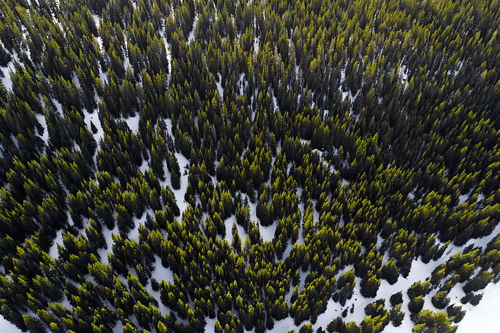 aerial shot, blur, cold, color, conifer, green, growth