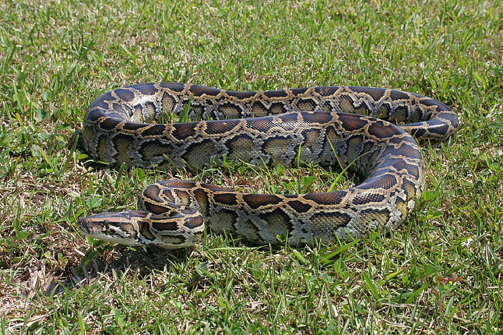Burman python, käärme, maahan, ruoho, Coiled, Wildlife, Everglades