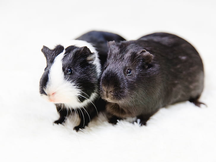 Guinea pig, bianco e nero, animali, animale domestico, animale, animale giovane, animali domestici