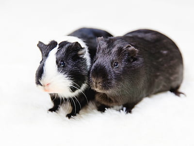 Guinea pig, schwarz / weiß, Tiere, Haustier, Tier, Jungtier, Haustiere