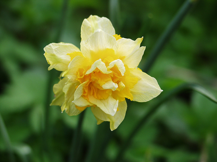 Narcis, žltá, kvet, kvet, narcisy, jar